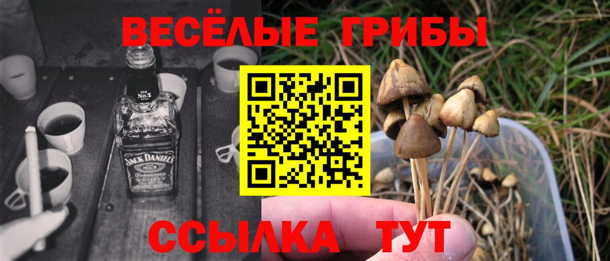 Галлюциногенные грибы Psilocybe Белово